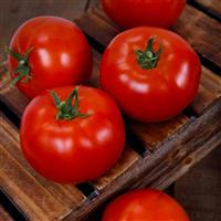 Firebird Tomato
