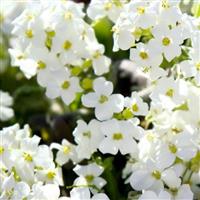 Arabis Catwalk