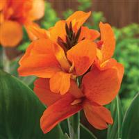 South Pacific Orange Canna