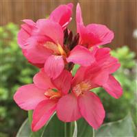 South Pacific Rose Canna