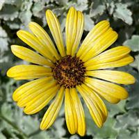 Majec Yellow Arctotis