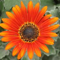 Majec Red-Orange Arctotis