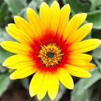 Majec Red-Yellow Arctotis