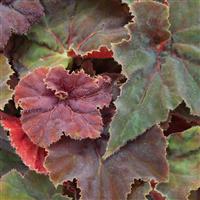 Shadow King Burgundy Love Begonia