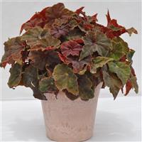 Shadow King Burgundy Love Begonia