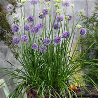 Quattro Chives