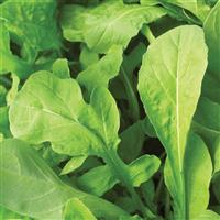 Astro Lettuce