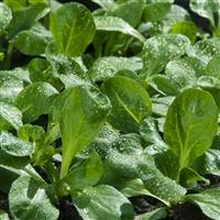 Gala Corn Salad Lettuce