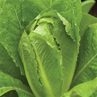 Parris Island Cos Lettuce