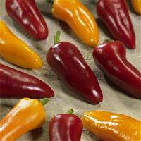 Spicy Jane Pepper