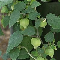 Little Lanterns Physalis
