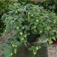 Little Lanterns Physalis