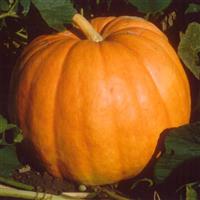 Big Max Pumpkin