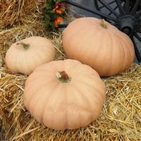 Long Island Cheese Pumpkin