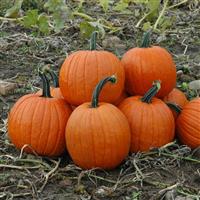 Magic Lantern Pumpkin