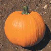Small Sugar Pumpkin
