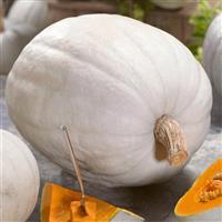 Super Moon Pumpkin