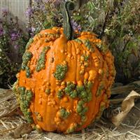 Warty Goblin Pumpkin