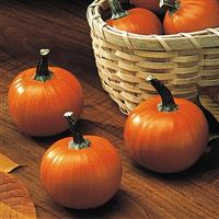 Wee-B-Little Pumpkin