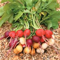 Rainbow Mix II Radish