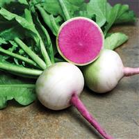 Starburst Radish