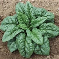 Green Beret Spinach