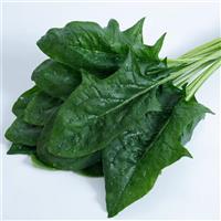 Imperial Beach Spinach