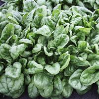 Olympia Spinach