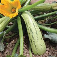 Bossa Nova Squash