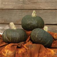 Buttercup Space Station Squash