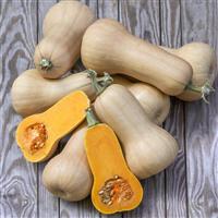 Butternut Waltham Squash