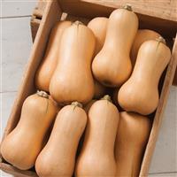 Butterscotch Squash