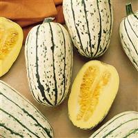 Delicata Squash