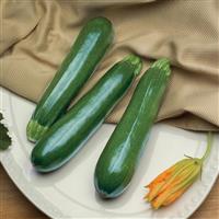 Spineless Perfection Squash
