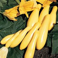 Superpik Squash