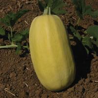 Vegetable Spaghetti Squash