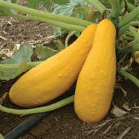 Yellow Straight Neck Squash