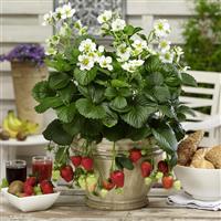 Berries Hill Montana Strawberry
