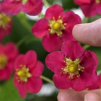 Berries Hill Toscana Strawberry