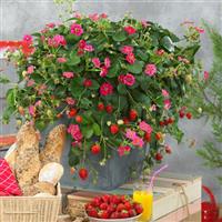 Berries Hill Toscana Strawberry