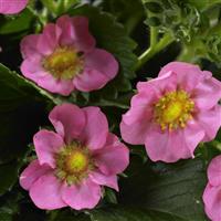Berries Hill Gasana Strawberry