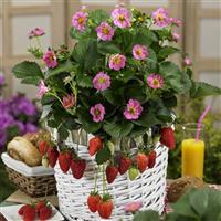 Berries Hill Gasana Strawberry