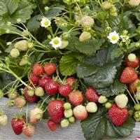 Beltran Strawberry
