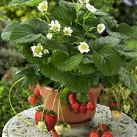 Beltran Strawberry