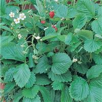 Mignonnette Strawberry