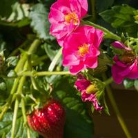 Summer Breeze Cherry Blossom Strawberry