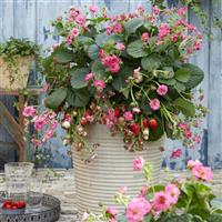 Summer Breeze Cherry Blossom Strawberry