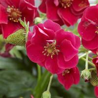 Summer Breeze Rose Strawberry