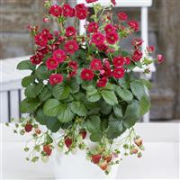 Summer Breeze Rose Strawberry