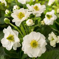 Summer Breeze Snow Strawberry
